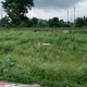 2000-sq-ft-sell-residential-land-plot-in-butibori-nagpur-ymvwaintdx Property