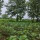 2.5-acre-sell-agriculture-agriculture-land-in-village-amgaon-tah.-seloo,-dist.-wardha-wardha-bszprbwfig Property